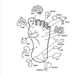 Sciatic Nerves System - Sciatica Cured!